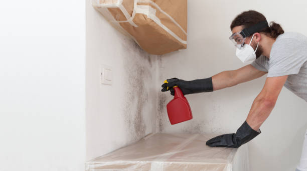 Professional Mold Removal technician working in Auburn, IL