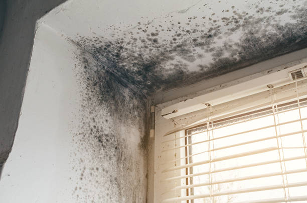 Affordable Mold Removal solutions in Auburn, IL